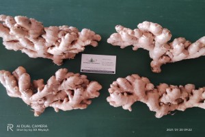 INDIAN FRESH GINGER from India